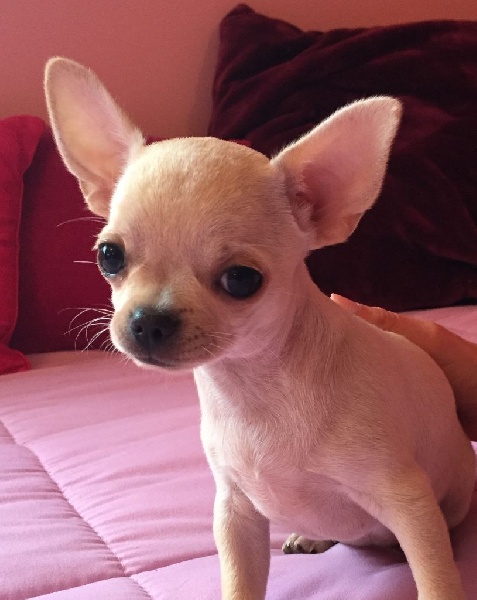 chiot Chihuahua des Mini Pouces