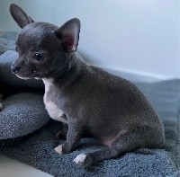 des Mini Pouces - Chihuahua - Portée née le 06/07/2020