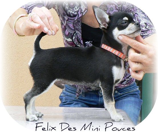 Felix  des Mini Pouces
