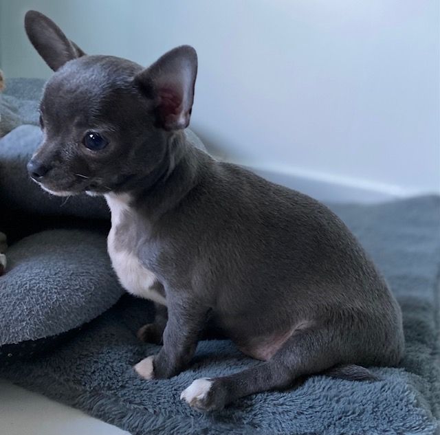 des Mini Pouces - Chiot disponible  - Chihuahua