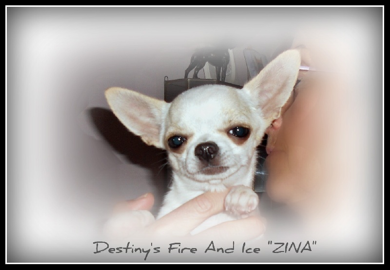 Destiny's Fire and ice zina