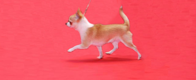 Fortuné des Mini Pouces