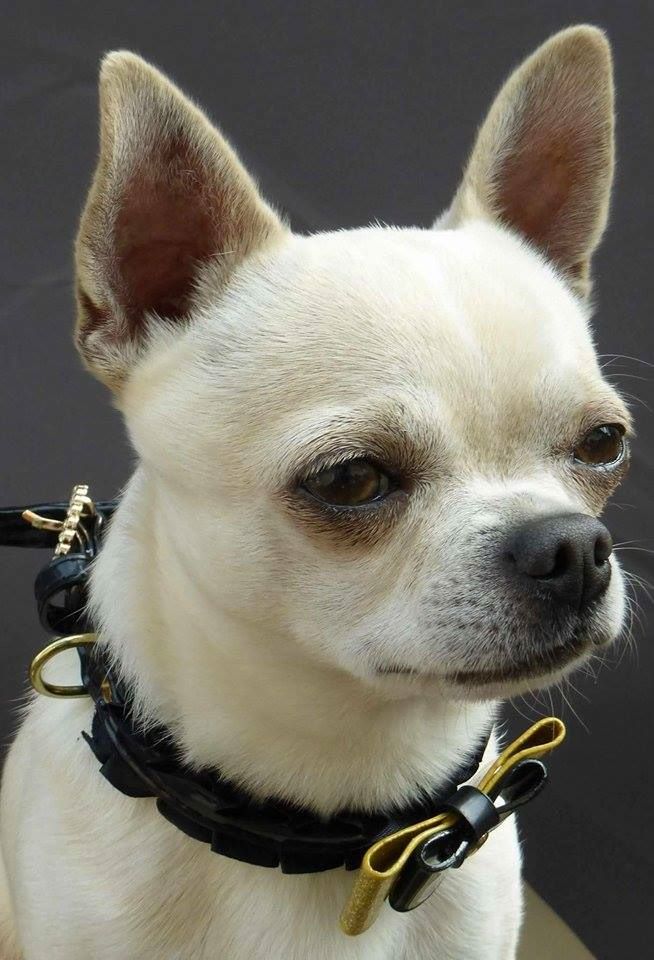 Istas des Mini Pouces